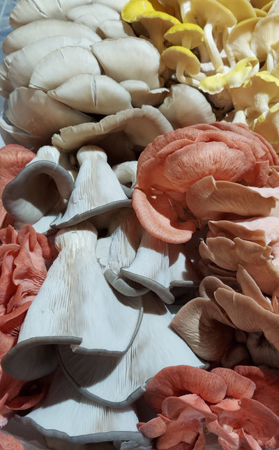 Shredded Mushroom Carnitas