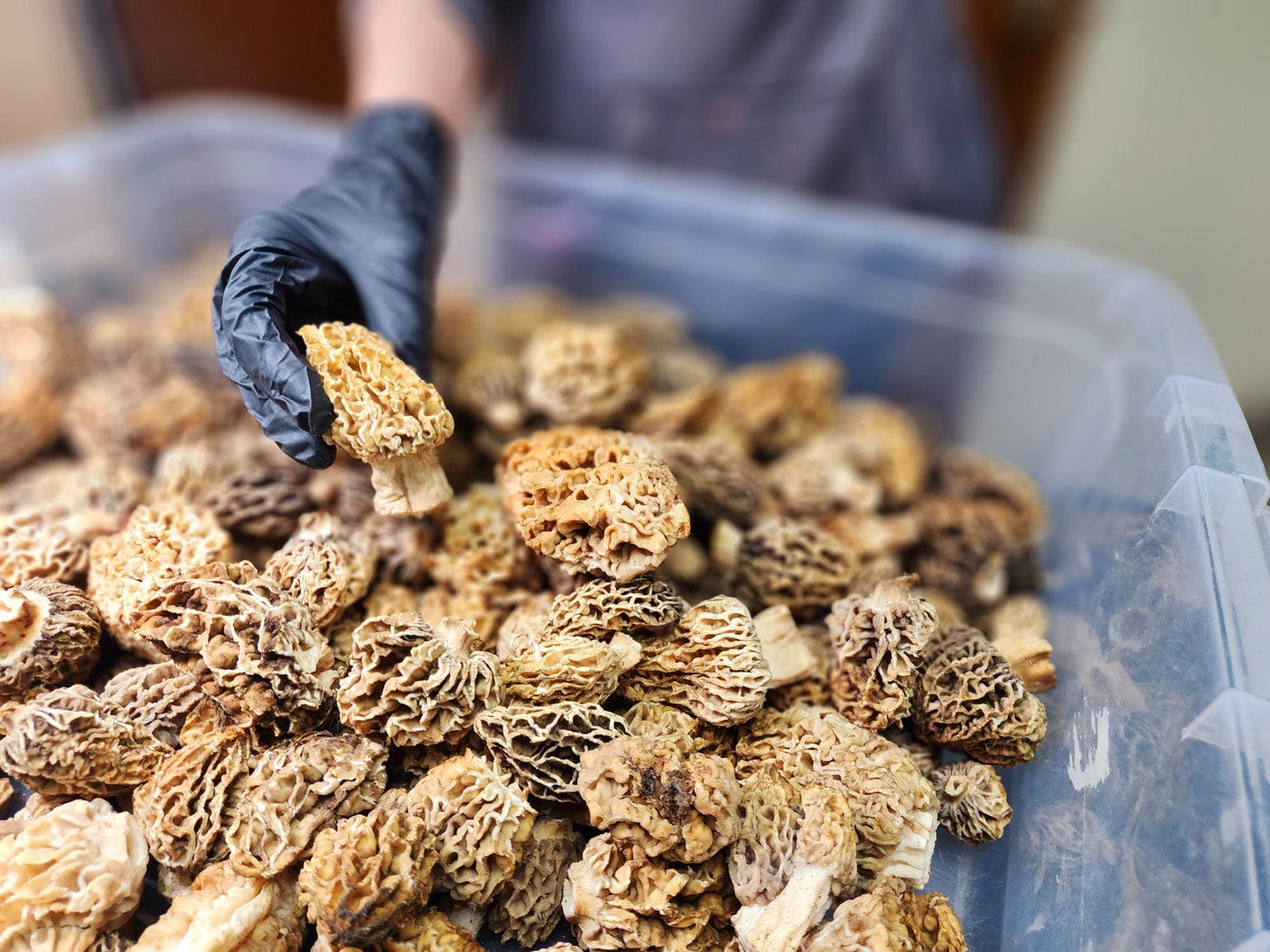 Fresh Morel Mushrooms **    LOCAL PICKUP/DELIVERY IN FRESNO & CLOVIS CA ONLY** - The CAPN's Mushroom Company