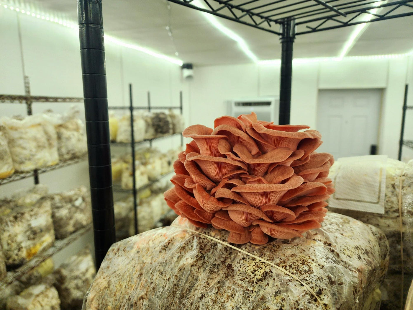 Pink Oyster Mushrooms - The CAPN's Mushroom Company