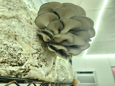 King / Sky Blue Oyster Mushrooms - The CAPN's Mushroom Company