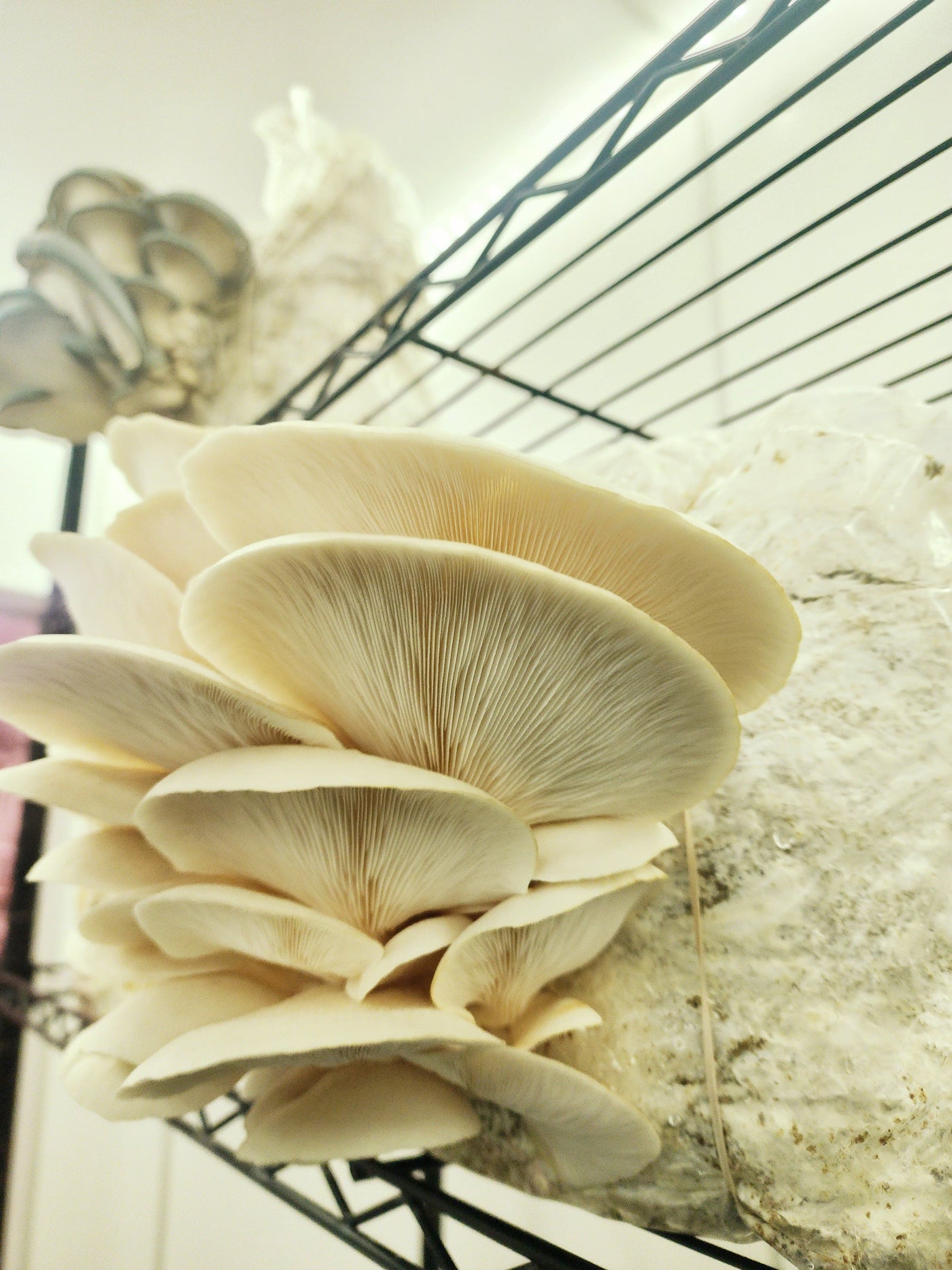 Elm Oyster Mushrooms - The CAPN's Mushroom Company