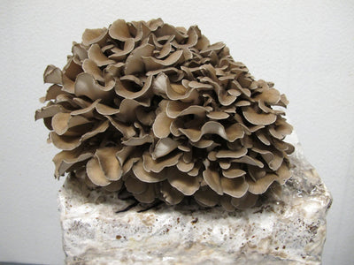 Maitake mushroom (hen of the woods) - The CAPN's Mushroom Company