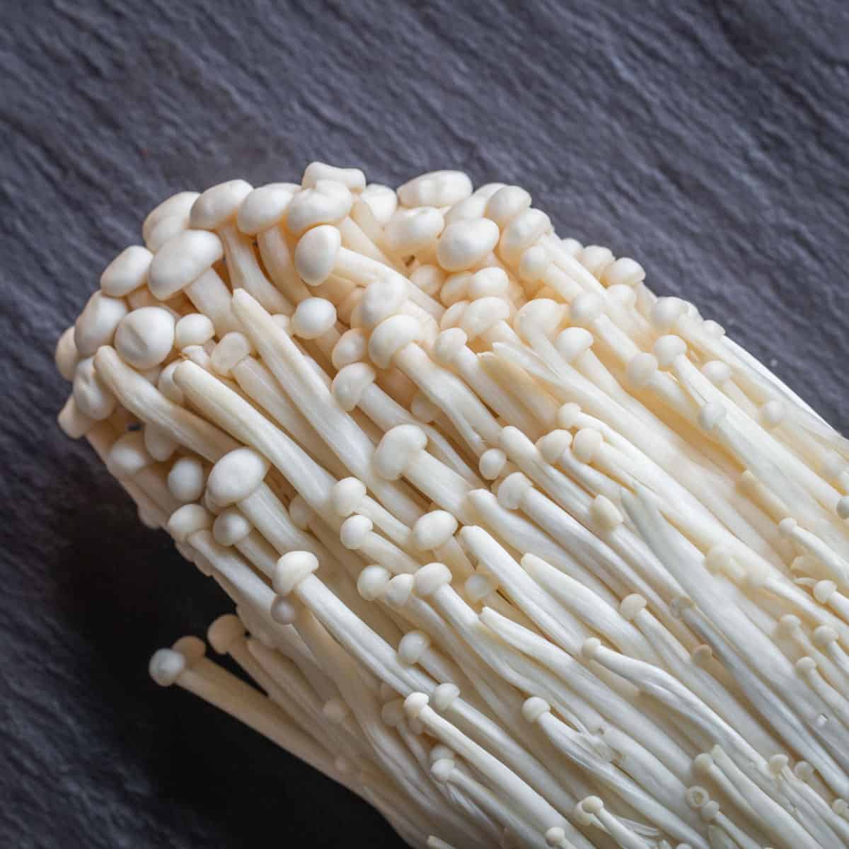Mushroom Culture Agar Plates - The CAPN's Mushroom Company