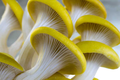 Golden Oyster Mushrooms - The CAPN's Mushroom Company