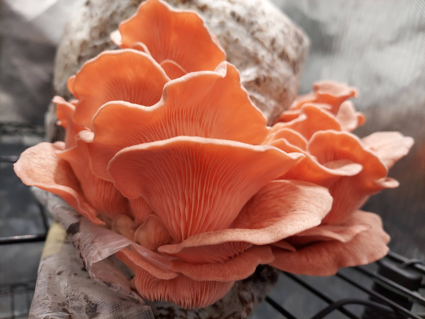 Fresh Gourmet Mushrooms **LOCAL PICKUP/DELIVERY ONLY** - The CAPN's Mushroom Company