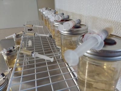 Inoculated Liquid Culture Jar & 5 FREE Sterilized 10 ml Syringes & Needles - The CAPN's Mushroom Company