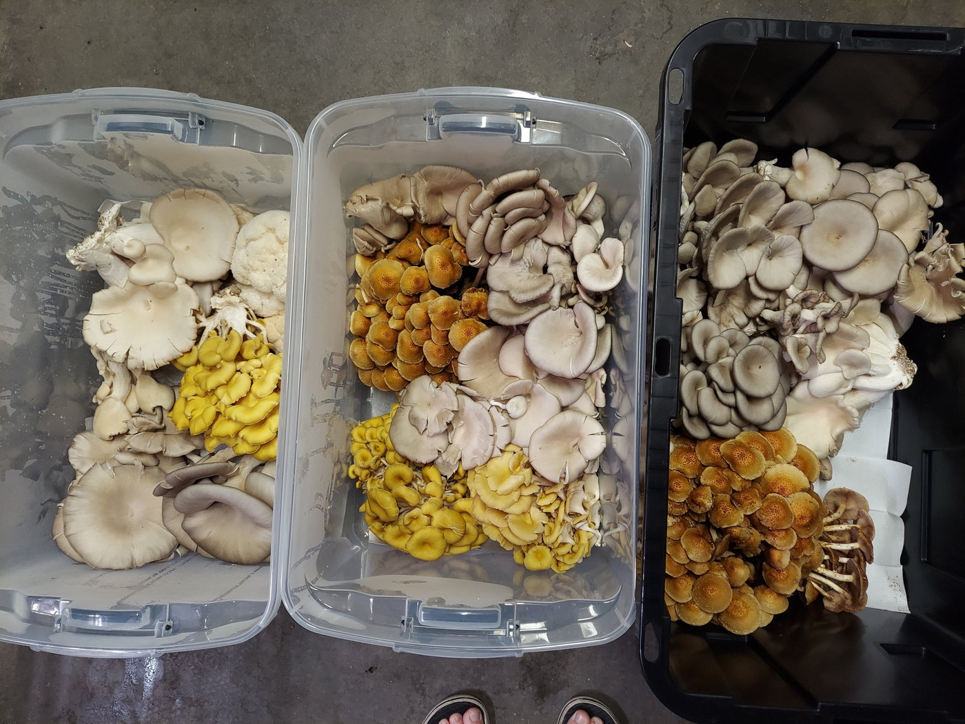 Fresh Gourmet Mushrooms **LOCAL PICKUP/DELIVERY ONLY** - The CAPN's Mushroom Company