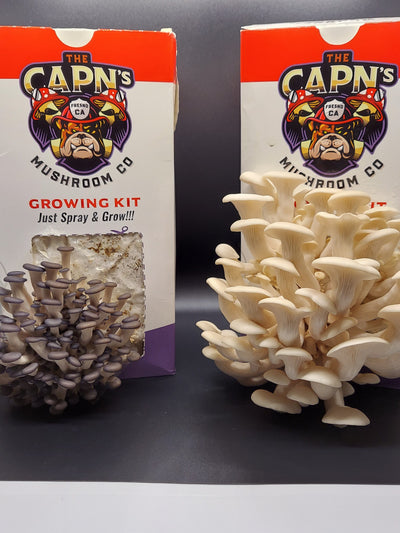 Spray and Go Mushroom Grow Kit - The CAPN's Mushroom Company