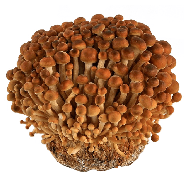 Super Mushroom Culture Agar Plates - The CAPN's Mushroom Company