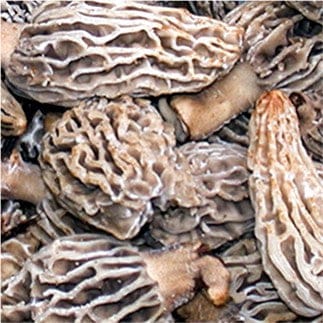 Super Mushroom Culture Agar Plates - The CAPN's Mushroom Company