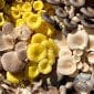 Oyster Mix Mushroom Powder - The CAPN's Mushroom Company